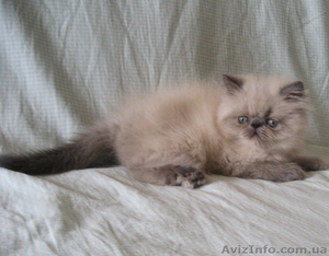 Персидский котенок колорпойнт - <ro>Изображение</ro><ru>Изображение</ru> #4, <ru>Объявление</ru> #1233913