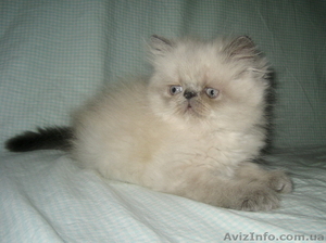 Персидский котенок колорпойнт - <ro>Изображение</ro><ru>Изображение</ru> #2, <ru>Объявление</ru> #1233913