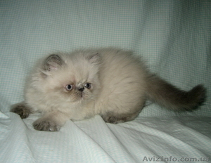 Персидский котенок колорпойнт - <ro>Изображение</ro><ru>Изображение</ru> #1, <ru>Объявление</ru> #1233913