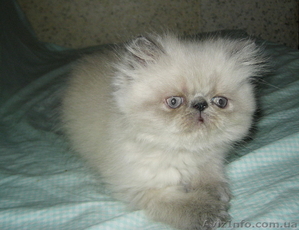 Персидский котенок колорпойнт - <ro>Изображение</ro><ru>Изображение</ru> #3, <ru>Объявление</ru> #1233913