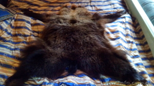 Продам шкуру медвежью - <ro>Изображение</ro><ru>Изображение</ru> #1, <ru>Объявление</ru> #1252193