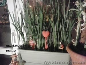 уникальные саженцы финиковой пальмы - <ro>Изображение</ro><ru>Изображение</ru> #3, <ru>Объявление</ru> #1263414