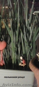 уникальные саженцы финиковой пальмы - <ro>Изображение</ro><ru>Изображение</ru> #1, <ru>Объявление</ru> #1263414