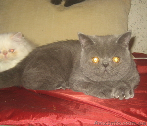 ЭКЗОТЫ экзотические короткошерстные персы котята - <ro>Изображение</ro><ru>Изображение</ru> #3, <ru>Объявление</ru> #14316