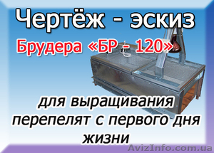 Чертёж брудера для выращивания перепелов 