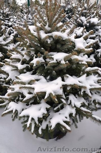 Живая новогодняя ёлка в горшке 2.1метра Abies - <ro>Изображение</ro><ru>Изображение</ru> #2, <ru>Объявление</ru> #1348299