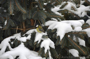 Живая новогодняя ёлка в горшке 2.1метра Abies - <ro>Изображение</ro><ru>Изображение</ru> #3, <ru>Объявление</ru> #1348299