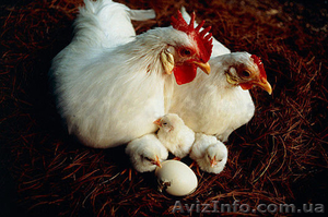 Суточные цыплята мясо-яичной породы Геркулес - <ro>Изображение</ro><ru>Изображение</ru> #2, <ru>Объявление</ru> #1359900