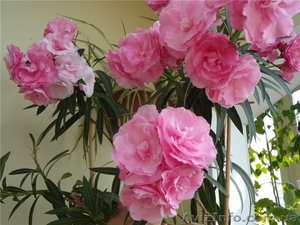 Олеандр 2х годичные саженцы