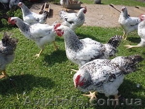 Суточные цыплята мясо-яичной породы Мастер Грей - <ro>Изображение</ro><ru>Изображение</ru> #2, <ru>Объявление</ru> #1378647