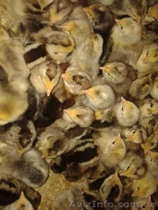 Суточные цыплята кур яичной породы борковская баврвистая - <ro>Изображение</ro><ru>Изображение</ru> #3, <ru>Объявление</ru> #1358138