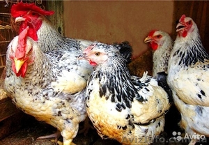 Суточные цыплята мясо-яичной породы Мастер Грей - <ro>Изображение</ro><ru>Изображение</ru> #1, <ru>Объявление</ru> #1378647