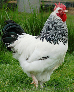 Суточные цыплята кур Адлер серебристый - <ro>Изображение</ro><ru>Изображение</ru> #1, <ru>Объявление</ru> #1376179