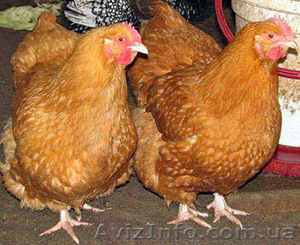 Суточные цыплята мясо-яичных пород Мастер Грей, Голошейка, Ред Бро - <ro>Изображение</ro><ru>Изображение</ru> #1, <ru>Объявление</ru> #1379397