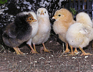 Цыплята от населения (разных пород). - <ro>Изображение</ro><ru>Изображение</ru> #1, <ru>Объявление</ru> #1386456