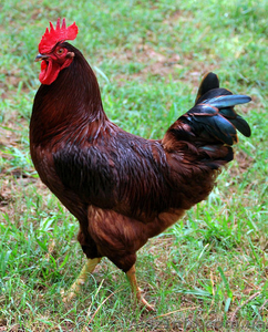 Суточные цыплята кур Род-Айланд - <ro>Изображение</ro><ru>Изображение</ru> #1, <ru>Объявление</ru> #1387478