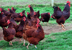 Суточные цыплята кур Род-Айланд - <ro>Изображение</ro><ru>Изображение</ru> #2, <ru>Объявление</ru> #1387478