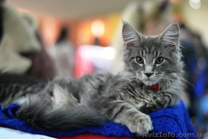 Супер котята мейн-куны от шикарных родителей - <ro>Изображение</ro><ru>Изображение</ru> #1, <ru>Объявление</ru> #1405296