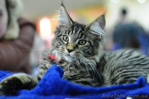 Супер котята мейн-куны от шикарных родителей - <ro>Изображение</ro><ru>Изображение</ru> #2, <ru>Объявление</ru> #1405296
