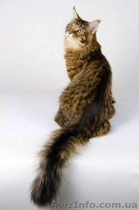 Супер котята мейн-куны от шикарных родителей - <ro>Изображение</ro><ru>Изображение</ru> #4, <ru>Объявление</ru> #1405296