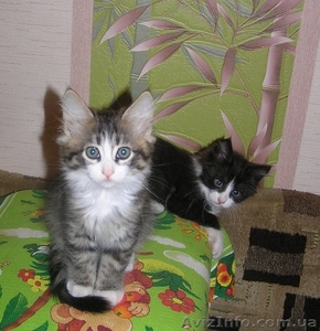 Ватсон и Пэппи - домашние котята (мальч.и дев., 2 мес)  - <ro>Изображение</ro><ru>Изображение</ru> #2, <ru>Объявление</ru> #1487207