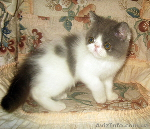 Экзотические короткошерстные котята биколорных окрасов