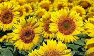 Насіння гібриду соняшника - Ауріс