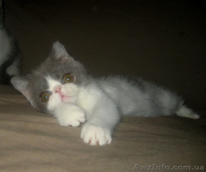 ЭКЗОТЫ экзотические короткошерстные персы котята - <ro>Изображение</ro><ru>Изображение</ru> #6, <ru>Объявление</ru> #14316