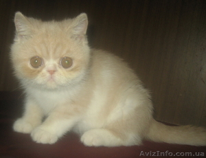 ЭКЗОТЫ экзотические короткошерстные персы котята - <ro>Изображение</ro><ru>Изображение</ru> #5, <ru>Объявление</ru> #14316