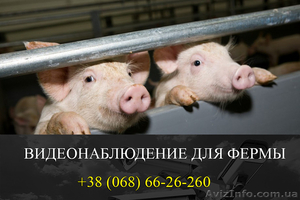 Установка видеонаблюдения для свиноферм - <ro>Изображение</ro><ru>Изображение</ru> #1, <ru>Объявление</ru> #1532715