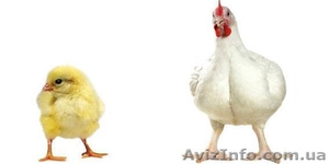 Продам цыплят бройлеров  - <ro>Изображение</ro><ru>Изображение</ru> #1, <ru>Объявление</ru> #1546930