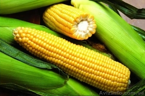 Продам насіння гібридів соняшника та кукурудзи. - <ro>Изображение</ro><ru>Изображение</ru> #1, <ru>Объявление</ru> #1540428