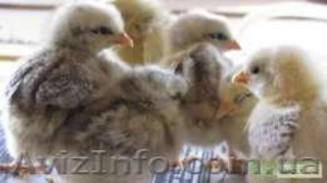 Продам цыплят несушек Редбро и Мастер Грей  - <ro>Изображение</ro><ru>Изображение</ru> #3, <ru>Объявление</ru> #1547130