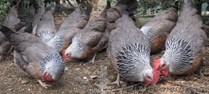 Продам цыплят несушек Редбро и Мастер Грей  - <ro>Изображение</ro><ru>Изображение</ru> #4, <ru>Объявление</ru> #1547130