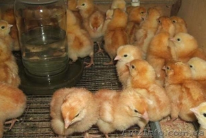 Продам цыплят несушек Редбро и Мастер Грей  - <ro>Изображение</ro><ru>Изображение</ru> #2, <ru>Объявление</ru> #1547130