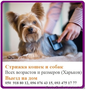 Профессиональная стрижка кошек и собак - <ro>Изображение</ro><ru>Изображение</ru> #1, <ru>Объявление</ru> #1558566