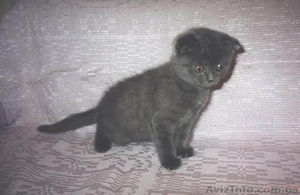 В продаже котята  мальчики скоттиш- фолд по доступной цене - <ro>Изображение</ro><ru>Изображение</ru> #1, <ru>Объявление</ru> #1560010