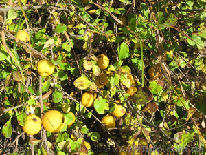 Продам саженцы Айва лесная низкорослая (без кома) и много других растений - <ro>Изображение</ro><ru>Изображение</ru> #2, <ru>Объявление</ru> #1562544