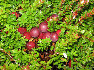 Продам саженцы Клюквы - Вашингтон и много других растений (опт от 1000 грн) - <ro>Изображение</ro><ru>Изображение</ru> #9, <ru>Объявление</ru> #1562980