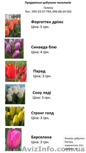 Луковицы тюльпанов, цибулини тюльпанів - <ro>Изображение</ro><ru>Изображение</ru> #1, <ru>Объявление</ru> #1584174