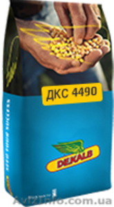 Продам семена кукурузы "Монсанто" - <ro>Изображение</ro><ru>Изображение</ru> #1, <ru>Объявление</ru> #1602145