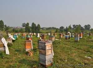 Пасека, пчелы, пчелосемьи, пасіка, бджоли, бджолосім’ї - <ro>Изображение</ro><ru>Изображение</ru> #1, <ru>Объявление</ru> #1611344