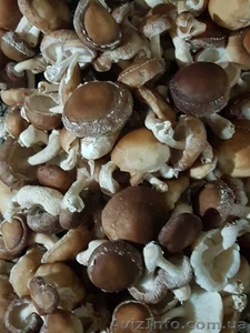 Продам грибы шиитаке Shiitake на постоянной основе - <ro>Изображение</ro><ru>Изображение</ru> #1, <ru>Объявление</ru> #1623123