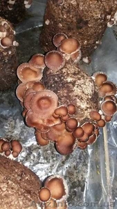 Продам грибы шиитаке Shiitake на постоянной основе - <ro>Изображение</ro><ru>Изображение</ru> #3, <ru>Объявление</ru> #1623123