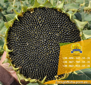 Семена подсолнечника / Насіння соняшника Гусляр - <ro>Изображение</ro><ru>Изображение</ru> #1, <ru>Объявление</ru> #1588883