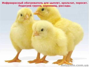 Обогреватель для цыплят и брудеров - <ro>Изображение</ro><ru>Изображение</ru> #1, <ru>Объявление</ru> #1643293