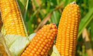 DN Argo (ФАО 250) насіння кукурудзи - <ro>Изображение</ro><ru>Изображение</ru> #1, <ru>Объявление</ru> #1644499