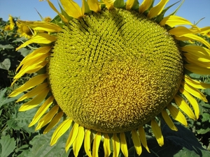 КАРДИНАЛ – насіння соняшнику (економ)  - <ro>Изображение</ro><ru>Изображение</ru> #1, <ru>Объявление</ru> #1644637