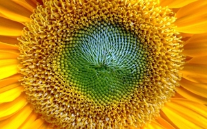 НС Имисан насіння соняшника під євро-лайтнінг - <ro>Изображение</ro><ru>Изображение</ru> #1, <ru>Объявление</ru> #1645012