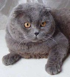Шотландский кот для вязки - <ro>Изображение</ro><ru>Изображение</ru> #1, <ru>Объявление</ru> #1646920